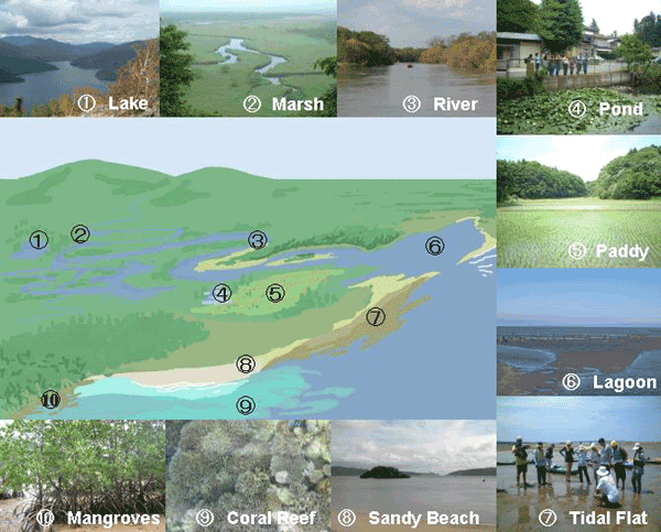 Types of Wetlands