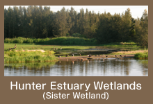 Hunter Estuary Wetlands (Sister Wetland)