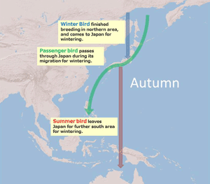 Bird Migration in Japan (Autumn)