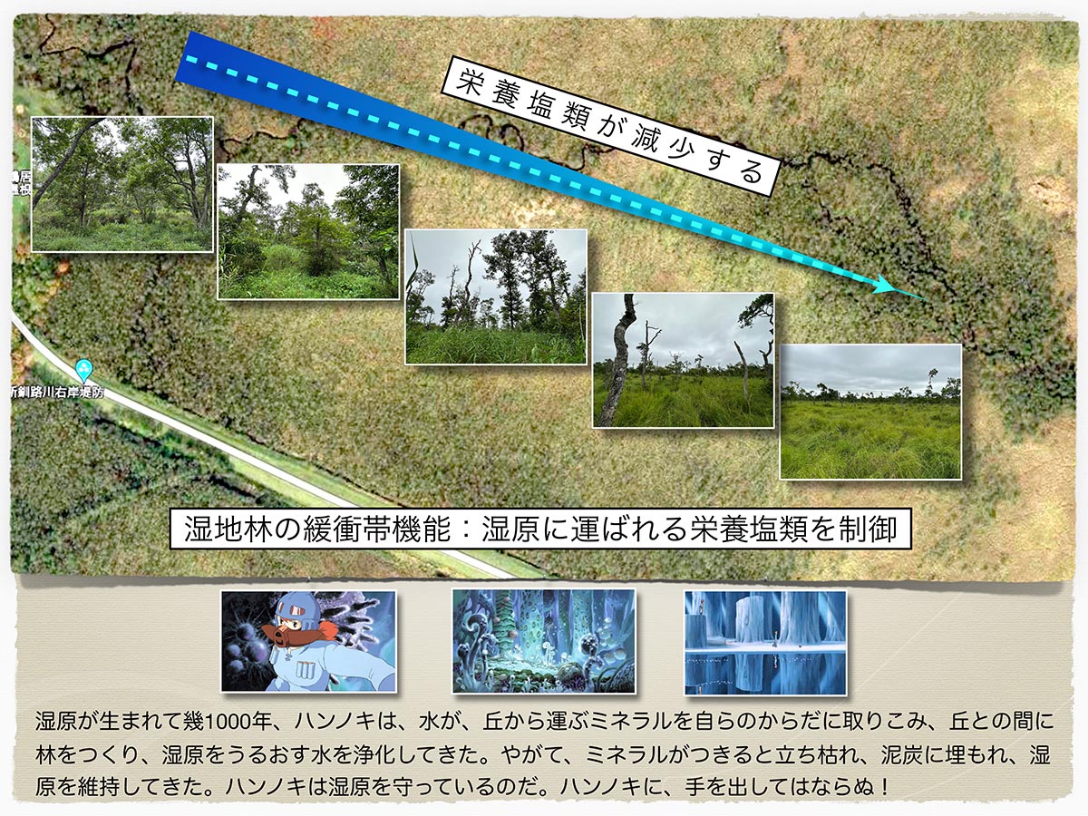 腐海とハンノキ林