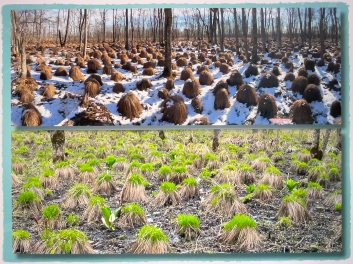 ヤチボウズの生い立ち